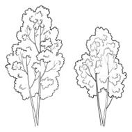 Trees deciduous outline