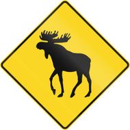 Moose Crossing In Canada