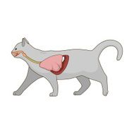Respiratory system of the cat vector illustration N8