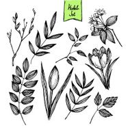 Hand-drawn vector illustration - set of leaves and flowers Ink