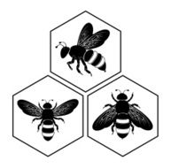 Bee on honey cell