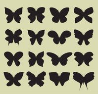 butterfly collection