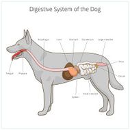 Digestive system of the dog vector illustration N6