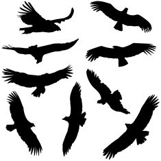 Condor Silhouettes free image download