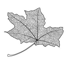 Maple Leaf N27