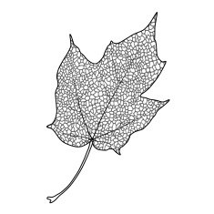 Maple Leaf N28