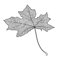 Maple Leaf N29