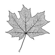 Maple Leaf N30