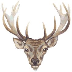 Deer Head N7