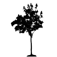 Tree Silhouette Isolated on White Backgorund Vecrtor Illustrati N11