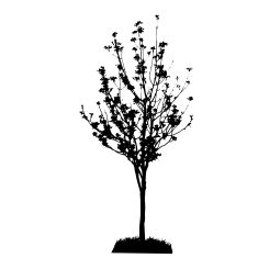 Tree Silhouette Isolated on White Backgorund Vecrtor Illustrati N12
