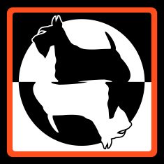 Scottish terrier N2