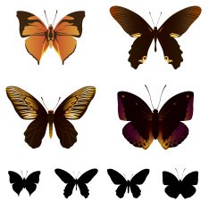 butterfly set N10