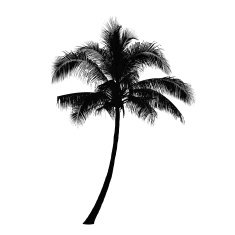 Coconut palm tree silhouette Vector