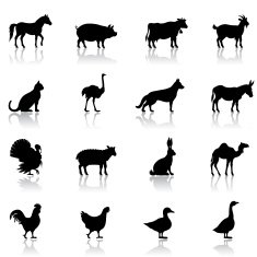 Icon set of farm animals on white background