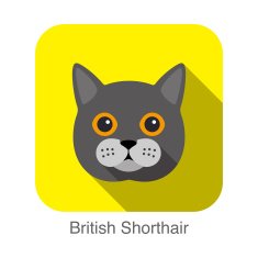 British Shorthair Cat breed face cartoon flat icon design