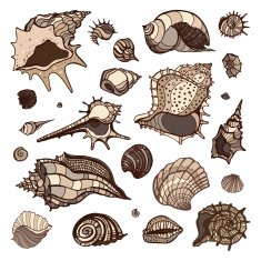 Sea shells set N3