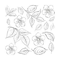 Collection of sakura flowers set N2