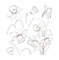 Set of line drawing narcissus vector illustration