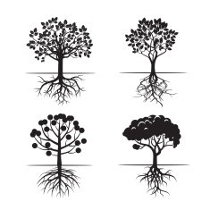 Set of Black Trees and Roots N3
