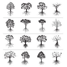Set of Black Trees and Roots N4