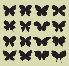 butterfly collection