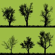 Vector silhouette of tree N12