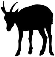 Goat N39