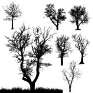 Vector silhouette of tree N13