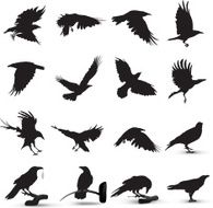 Raven Silhouette N3