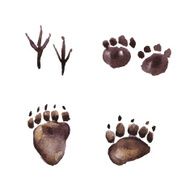 Animal Footprint Track Watercolor painting