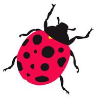 Ladybug N12