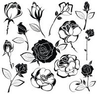 Roses N81