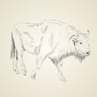 aurochs