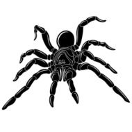 Spider N35