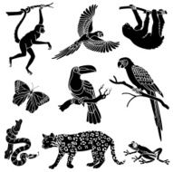 Rainforest Animals N2