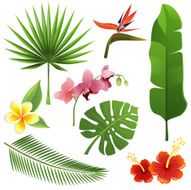 tropical plants N5