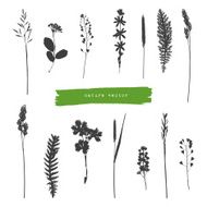 Summer herbs silhouettes N2