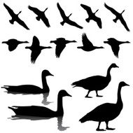 Canada Geese in Flight Standing and Swimming