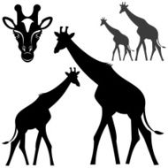 Giraffe N52