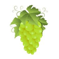 Green grape