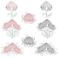 Waratah Australian flower Color and ink outline isolated on white