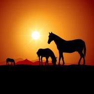 Wild horses