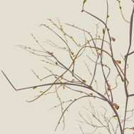 autumn dead branches