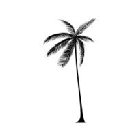 Palm Tree Black Silhouette Isolated Over White
