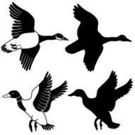 flying goose and duck