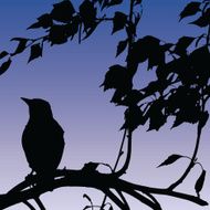 Bird Silhouette on Sunset