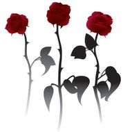 Roses N82