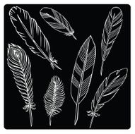 vector silhouette of different feathers N5