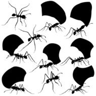 Leaf Cutter Ants N2